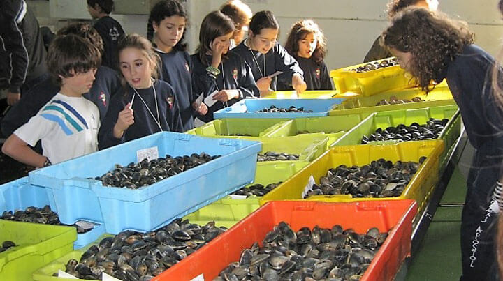 fishingtripspain.co.uk shellfishing tours in Cambados Galicia