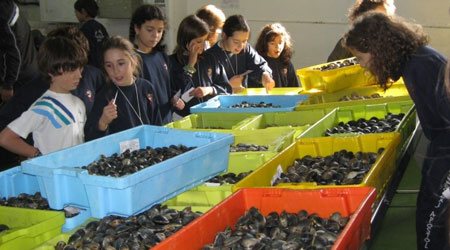 Excursions to the fishing port and fish market  in Galicia