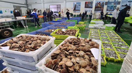 Excursions to the fishing port and fish market in Galicia with Fishingtrip